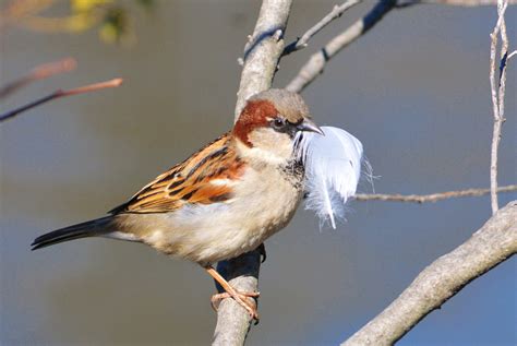 The more feathers a male sparrow carries to the nest, the more eggs the female will lay