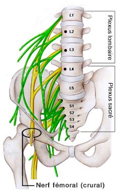 Chiro Sillery - cruralgie