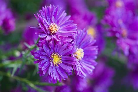 Aster novae-angliae 'Purple Dome' (New England Asters)