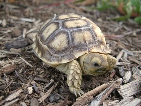 SULCATA TORTOISE Caresheet | Reptile Rapture