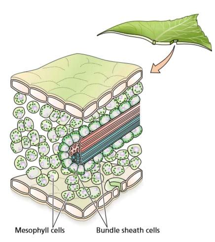 Bundle Sheath Cells