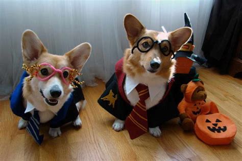 Corgi Halloween Costumes | PETSIDI