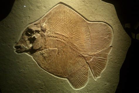 Upper Jurassic fish fossils are not common, but can be found in the Solnhofen limestone quarries ...