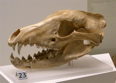 Thylacine Skull Tasmanian Tiger, Tasmanian Devil, Australian Fauna, Thylacine, Carnivore ...