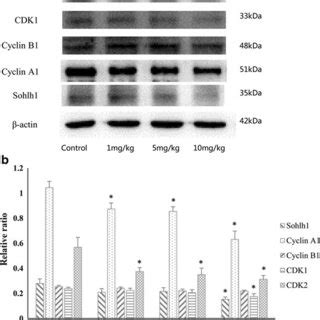 Effects of endosulfan on the protein expression of regulatory factors ...