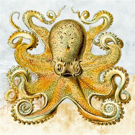 Octopus Design Orange Arts And · Free image on Pixabay