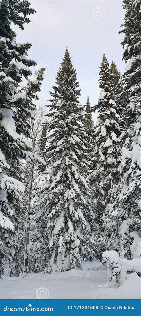 Winter forest in Siberia stock photo. Image of winterforest - 171331608