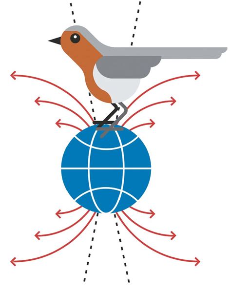 Las distintas ciudades de las aves migratorias - Simbiosis - Blog de ciencia