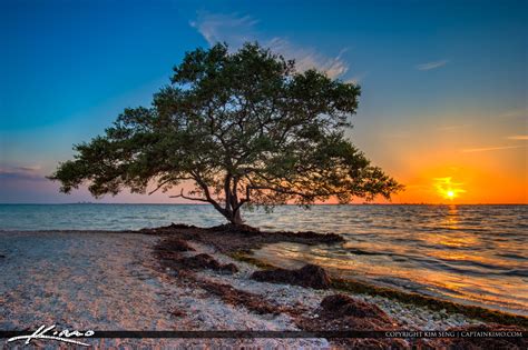 Picnic Island Park Sunset Mangrove Tree Tampa Bay