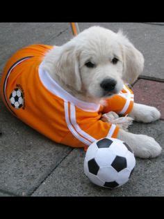 Dogs Playing Soccer on Pinterest