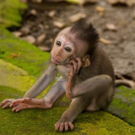 Macaque Baby | Monkey pictures, Pet monkey, Animals beautiful