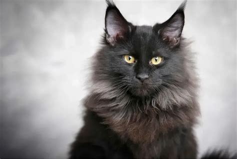 Black Maine Coon: An Exotic & Rare Cat Breed Guide - Pets Nurturing