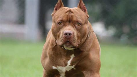 7 Most Aggressive Dog Breeds to Know | Pets Nurturing