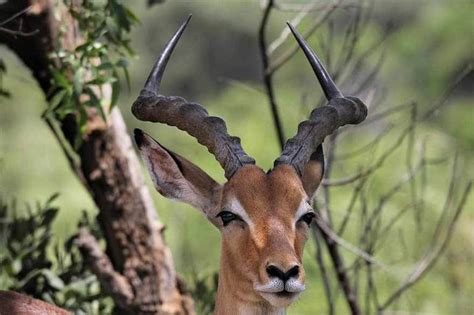 22 Unique African Animals with Beautiful Horns - Rhino Rest