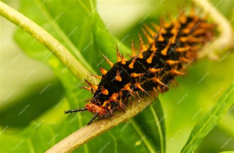 Premium Photo | A black orange caterpillar on green leaves