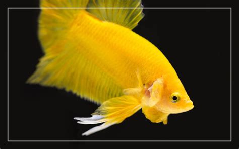 10 Yellow Freshwater Aquarium Fish (With Pictures)