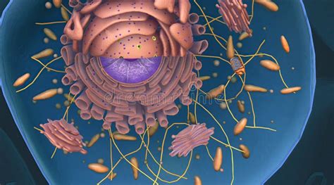 Cell Structure and Functions, Cell Organelles Stock Illustration - Illustration of organisation ...