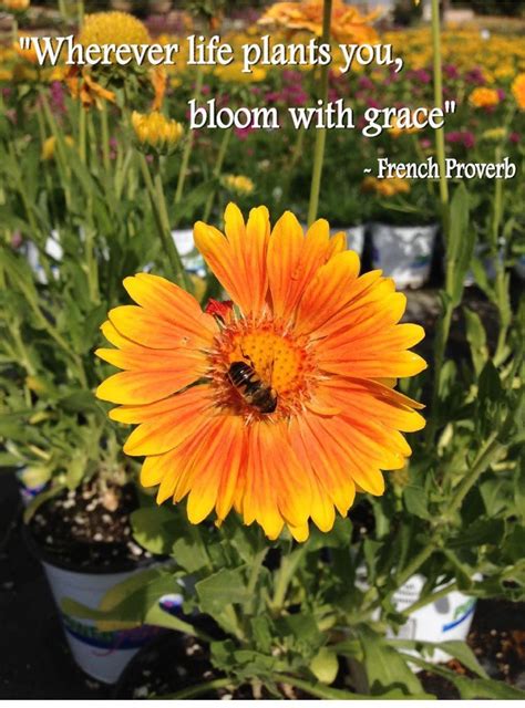 Bloom with Grace Gardening Quote | Garden quotes, Garden inspiration, Flower quotes