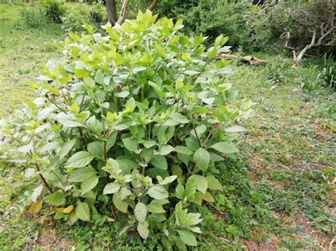 Nightshade - Atropa and Solanum | Photographing Wildflowers