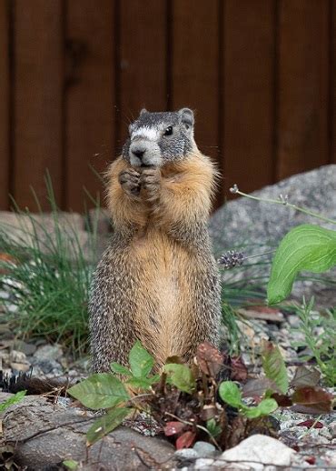 YELLOW-BELLIED MARMOT - South Okanagan Naturalists' Club