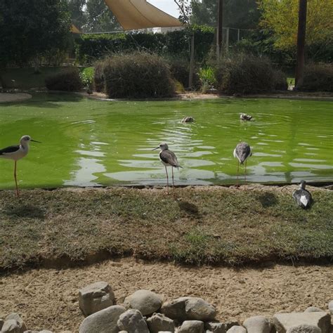 Exploring "Wasit Wetland Centre" - United arab emirates: Reviews, Location, and more