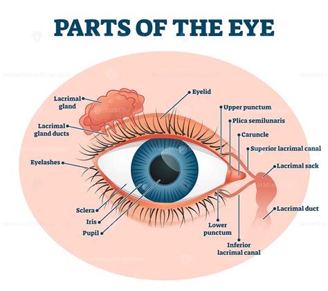 Diagram Of The Parts Of The Eye