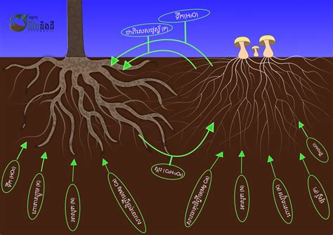 fungi and root tree | ALiSEA .:. Agro-ecology Learning alliance in South East Asia