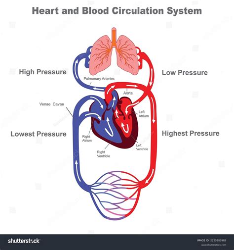 Blood Circulation System Stylized Heart Anatomy Stock Vector (Royalty ...