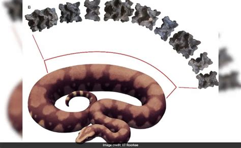 Gigantic Snake Fossil Found in Gujarat Dethrones Titanoboa as Largest Snake Ever - Indian ...