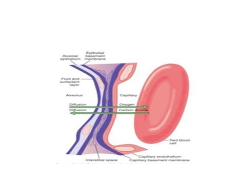 Anatomy and Physiology of Lung Interstitium