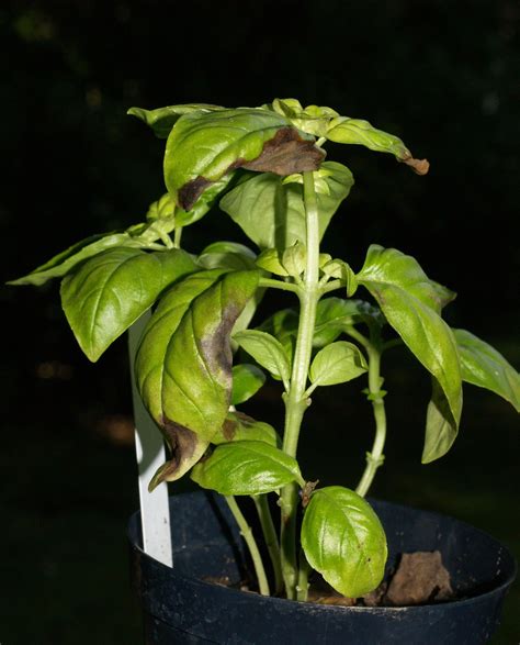 Basil | Diseases and Pests, Description, Uses, Propagation