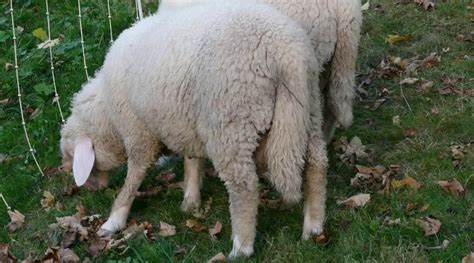 Docking Sheep Tails: Do Or Don't - SheepCaretaker