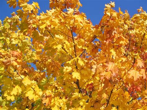 Yellow maple tree stock photo. Image of beautiful, gold - 10977122