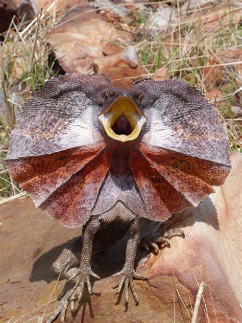 Researchers find lizards' frilled neck is more than just for show