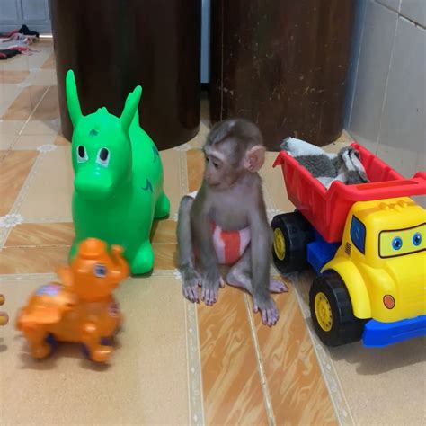 Adorable baby monkey play toys with mom so happy | Adorable baby monkey play toys with mom so ...