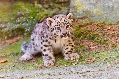 Snow leopard cub on the rock | I think this is a very cute p… | Flickr ...