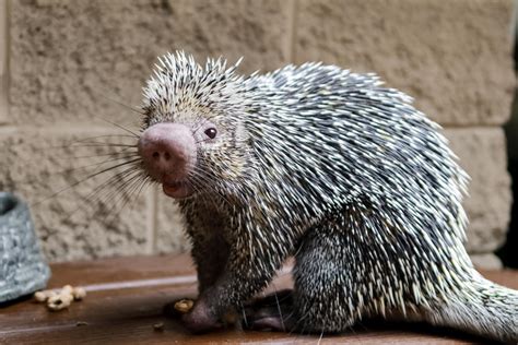 Prehensile Tailed Porcupine | Chattanooga Zoo