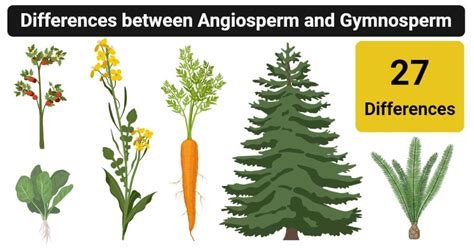 Angiosperm vs. Gymnosperm: 27 Differences, Examples