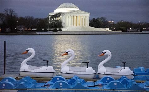 Swan boats | Paddle boats in the shape of swan, docked at th… | Flickr