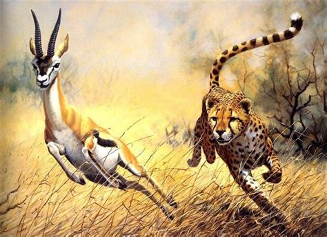 Cheetah chasing a Gazelle | Big Cats | Pinterest | Cheetahs