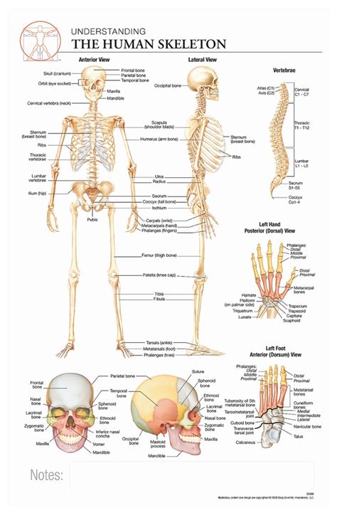 Body Scientific International Post-it Anatomy of Human Skeleton Chart ...