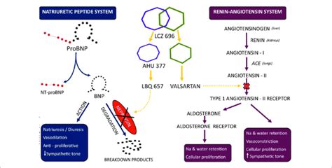 Mechanism-of-action-for-sacubitril-valsartan-LCZ-696 – News & Updates