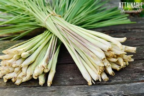 How to Grow Lemongrass (in the Garden and in Containers)