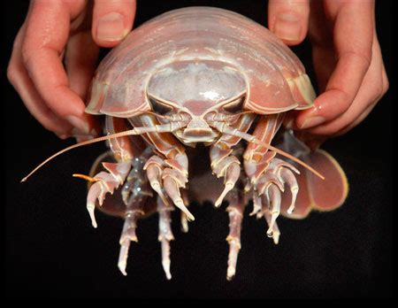 Giant Isopod