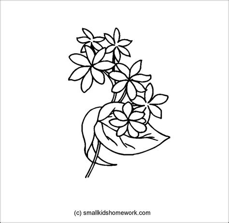 Jasmine Drawing Flower at GetDrawings | Free download