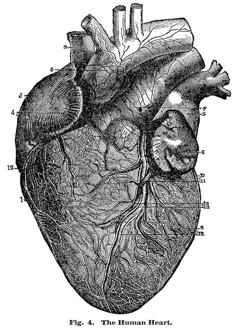 9 Anatomical Heart Drawings! - The Graphics Fairy