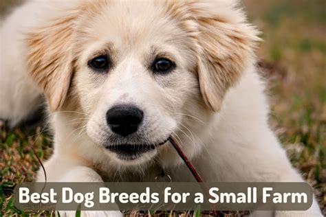 6 Best Dog Breeds for a Small Backyard Farm - PetHelpful