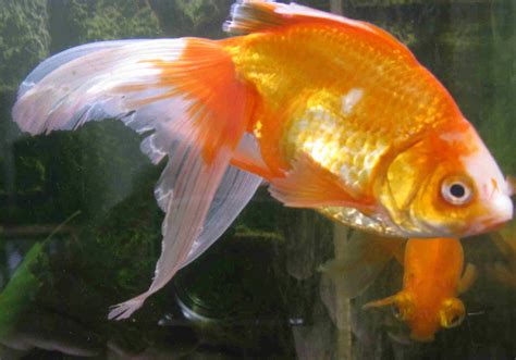 Common Illnesses - Pearlscale Goldfish