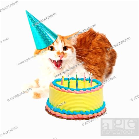 Funny photo of an angry cat hissing while wearing a birthday hat and ...