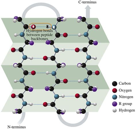 Structure of Amino Acids and Proteins